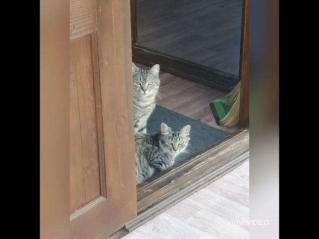 дачники-удачники
