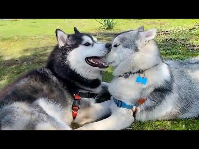 Huskies are the Queens of All Drama!   Funny Dogs Video 2024