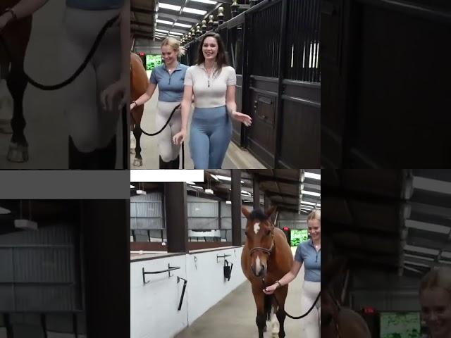 Noble seed saddle cleaning | Horse Taring | Horse Teaching   #horse #viral #horserider #horseride