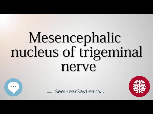 Mesencephalic nucleus of trigeminal nerve   Anatomy of the Brain   SeeHearSayLearn 