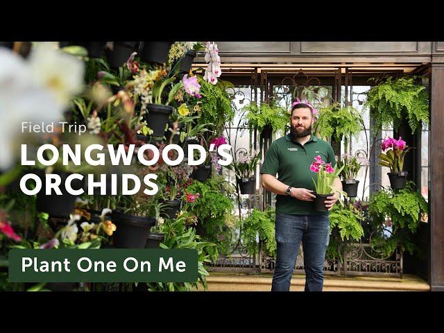 Longwood Garden's ORCHID CONSERVATORY Tour — Ep. 309