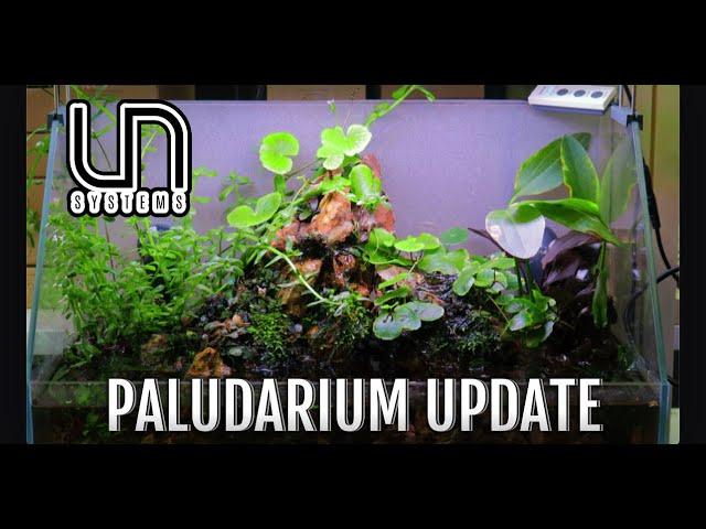 UNS 45E Paludarium Update