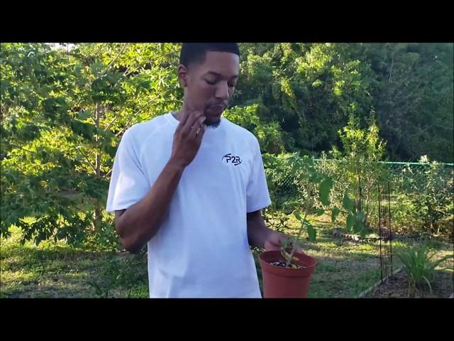 Growing Tomatoes from Cuttings