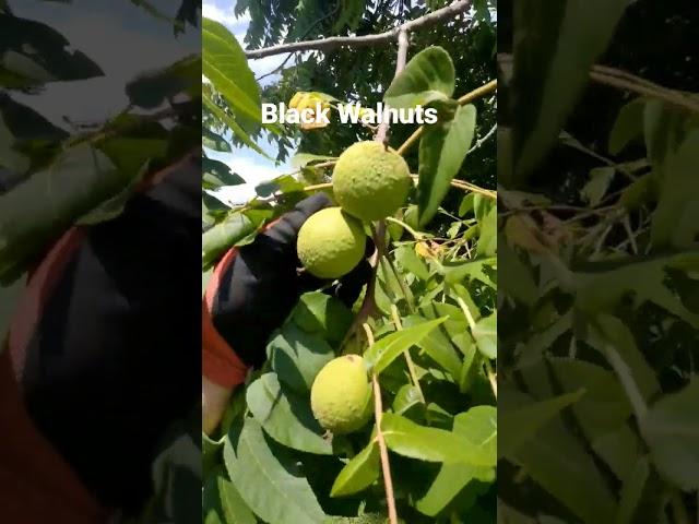 Travel Vlog: Big Black Wild Nuts! Found Black Walnuts while Traveling! #survival