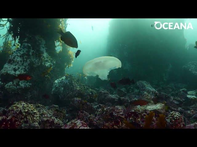 MOON JELLIES: Fabulous floaters | Oceana