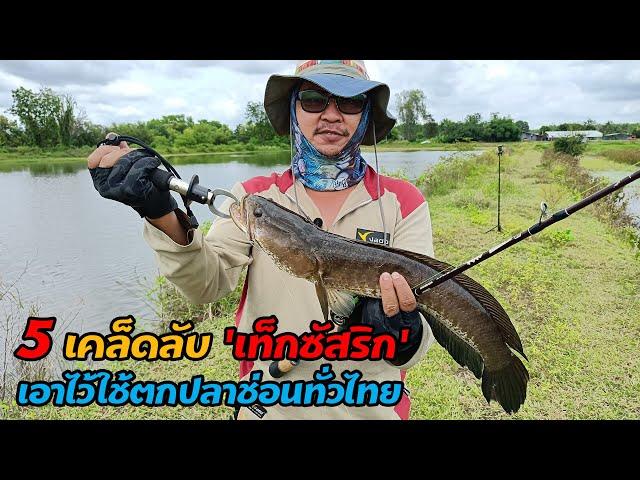 5 เคล็ดลับ 'เท็กซัสริก' ของแมวบ้า เอาไว้ใช้ตกปลาช่อนทั่วไทย