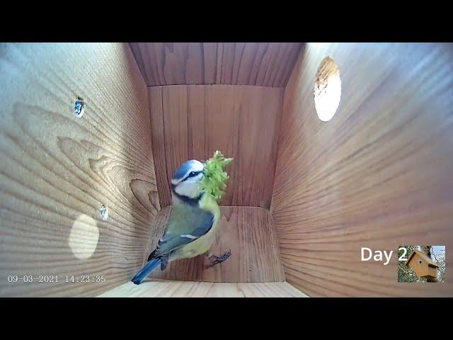 From empty nest to first egg in less than 8 minutes! - BlueTit nest box live camera highlights 2021