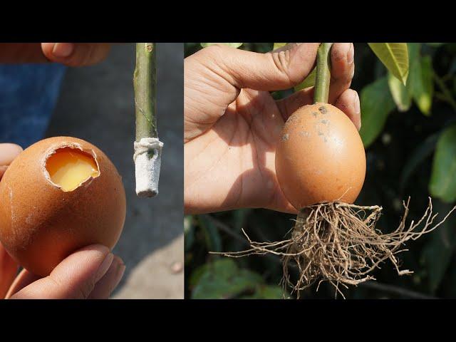 How To Propagate Mango Tree using EGG from Cuttings in 7 Days- Mango Growing in Egg