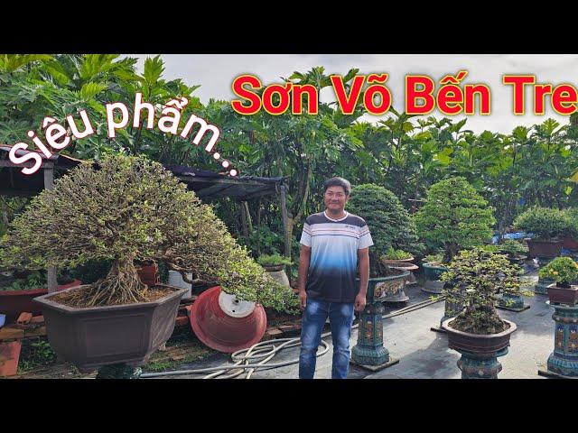 Siêu phẩm linh sam trình làng tại vườn Bonsai Sơn Võ ở Bến Tre