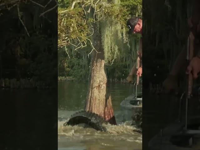 #科普 #大魚 #荒野求生 #鳄鱼 #fish #fishing  #荒野求生 #swamppeople #shorts