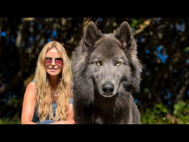 AMERICAN BLUE BAY SHEPHERD DOG -  He’s HUGE, BLUE & Super RARE!!