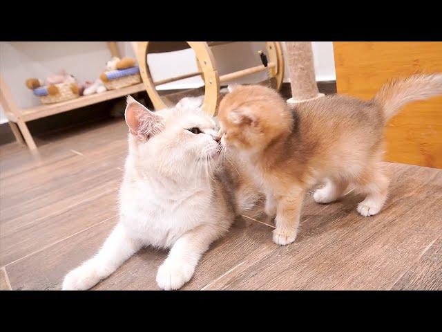 Seeing mom cat devote all her love to kittens is like a human mother's love for children