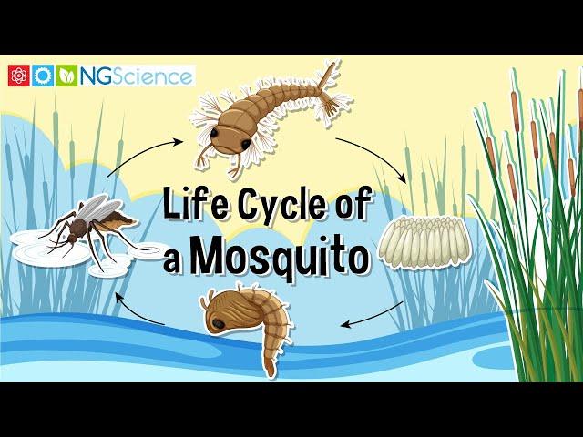 Life Cycle of a Mosquito