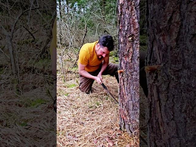 #survival #wildcamping#nature#adventur#forest #natur#7vswild #davidleichtle #lebediewildnis #alone 
