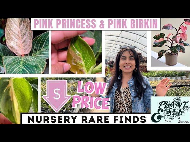 RARE Plant Finds! DID I FIND a Philodendron ‘Rio’ CREAM SPLASH /Philodendron PINK BIRKIN!!! 