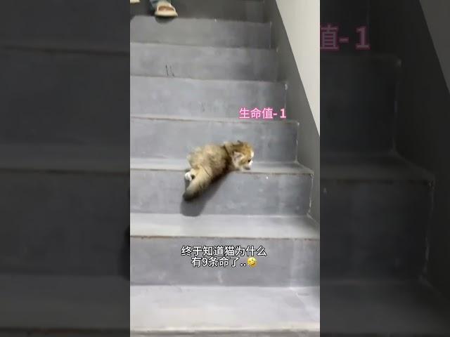 #英短矮脚猫 #猫咪孵蛋 #猫咪的迷惑行为 #养猫体验 #douyin萌宠 #雪球日记 #新手铲屎官 #矮脚曼基康 #猫咪视频 #曼基康矮脚