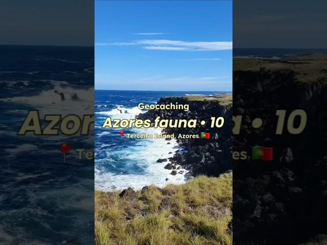 Azores fauna - 10 