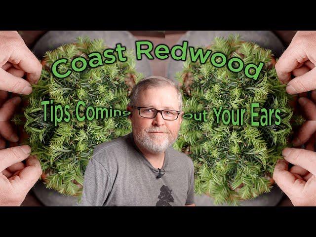 Bonsaify | This IS the KEY to Redwood Bonsai!