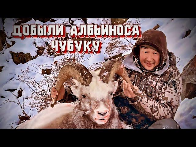 Добыли альбиноса чубуку. Спасение Нохо.