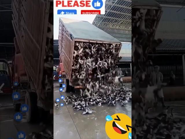 Amazingly, I never watched it before #shorts #birds #trending