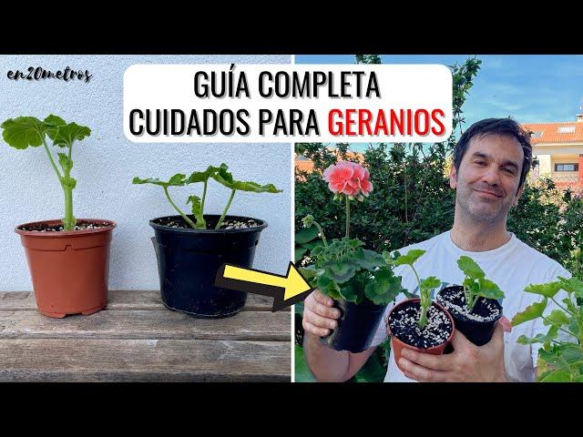 GUÍA COMPLETA PARA GERANIOS: podar, hacer esquejes y plantar pelargonio || en20metros