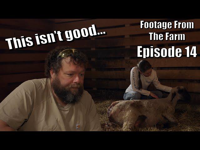 Footage From The Farm: Episode 14 - Dr. Pol 911!!! Shocking Deformed Lamb = Emergency Lambing!