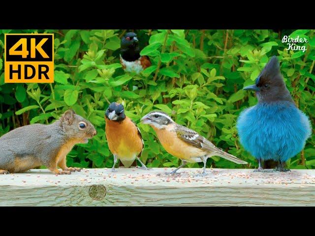 Cat TV for Cats to Watch  Fascinating Birds and Their Squirrel Friends  8 Hours(4K HDR)