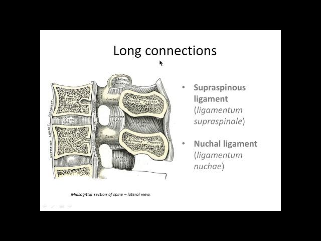 Vertebral column - ligaments and joints (intro)