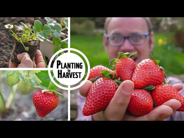 How to Grow Strawberries from Planting to Harvest 