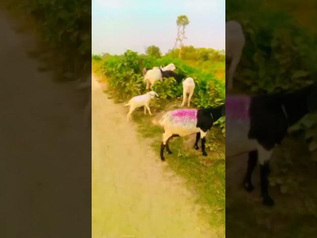 Bakri charane ka tarika