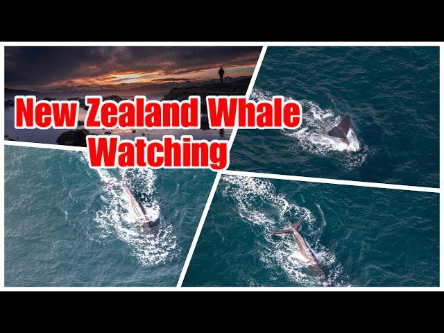 Kaikora : Whale Watching from the sky (The Largest of the Toothed Whale)