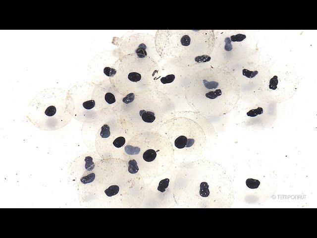 Tadpoles Development Time-lapse