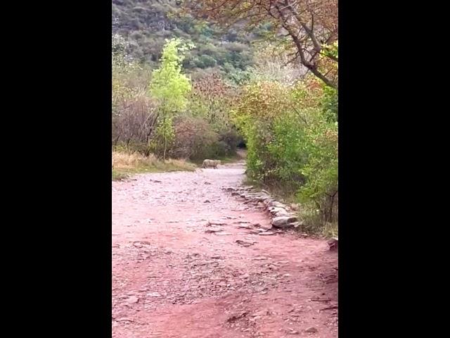 Leopard at Trail 5 Islamabad | Trail 5 Margalla Hills | Leopard