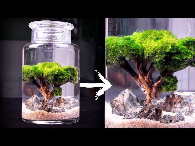 Moss Ball Tree Ecosphere