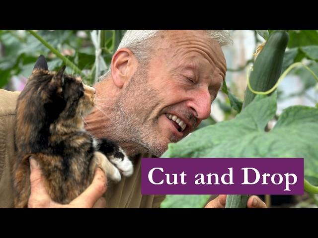 Cucumber plant care polytunnel, 3 month cropping