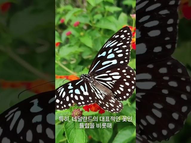 네델란드 큐켄호프, 꽃 축제의 원조!!