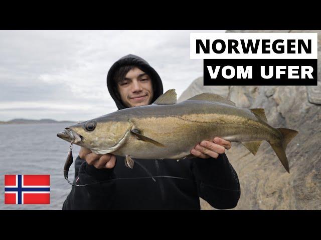 Uferangeln auf Pollack und Dorsch in Norwegen | Spinnfischen von der Küste | NO#1