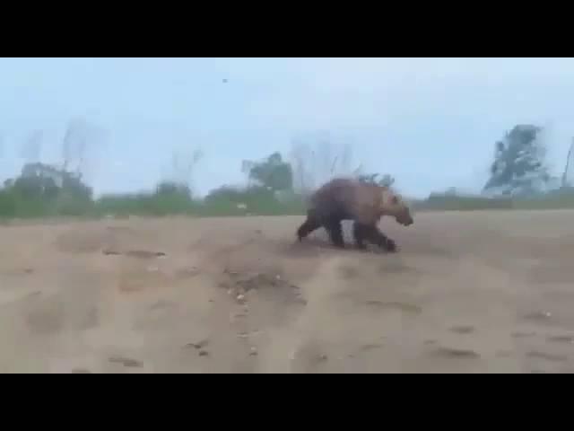 Медведи на свалке сахавидео ужасное