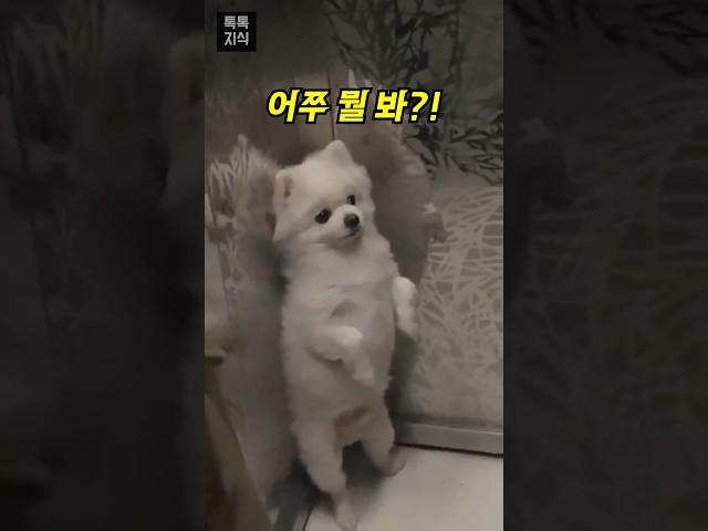 엘리베이터 처음 탄 강아지.. 의외의 행동