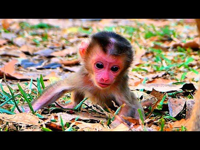 Update News..!!! Incredible Newborn Baby LiLy, She is Learning walking with her Mom Libby.