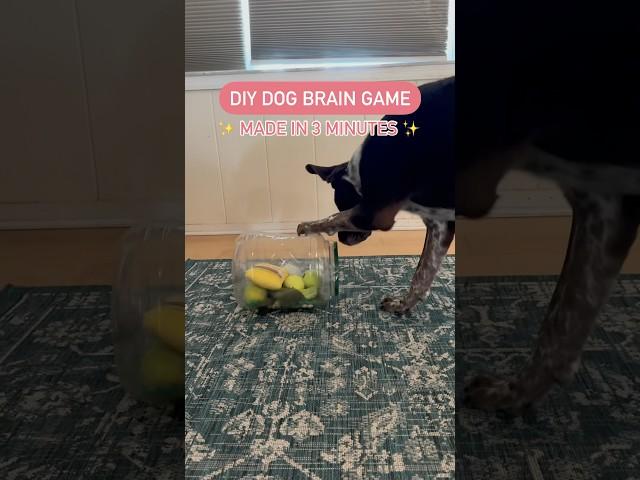 DIY dog enrichment game #dogshorts #dogenrichment #doggame #doglife #dogs #dogowner #doglove