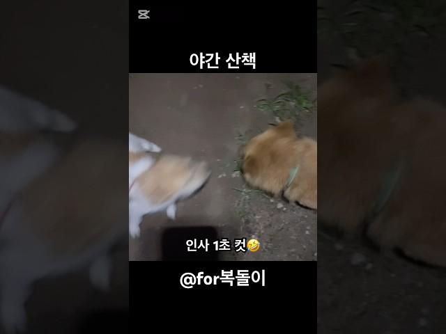 복돌이 일요일 야간산책 #愛犬 #강아지산책 #강아지일상