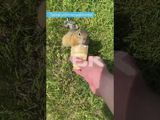 Суслик уплетает мороженое
