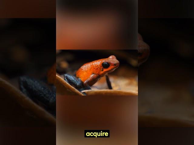 A Rainbow of Toxicity: The Poisonous Dart Frog!  #shorts #animals