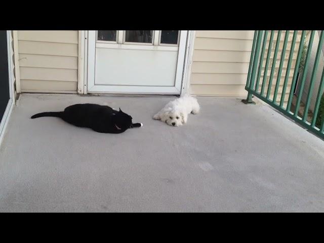 Happy the Bichon Frise decides he doesn't like cats 8/22/15