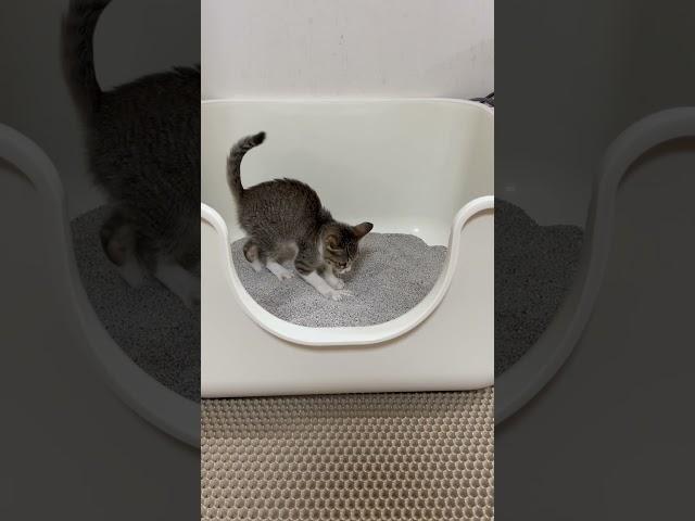 특대형 화장실이 맘에든 아가고양이