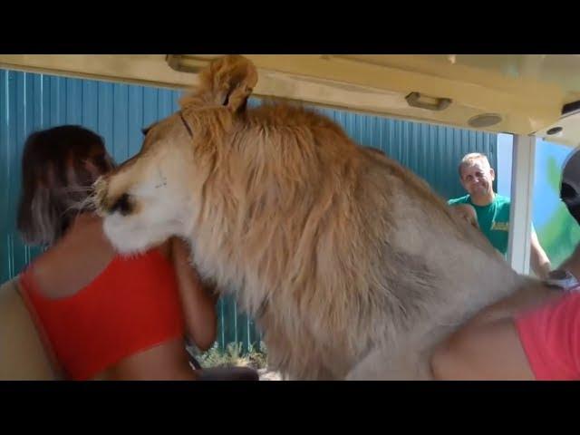 Huge lion climbs over tourists at Crimean safari park