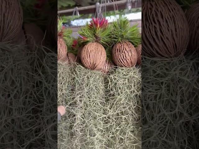 Cùng Ngắm Cây Lọc Không khí |Hoa Lan Thiện Phượng