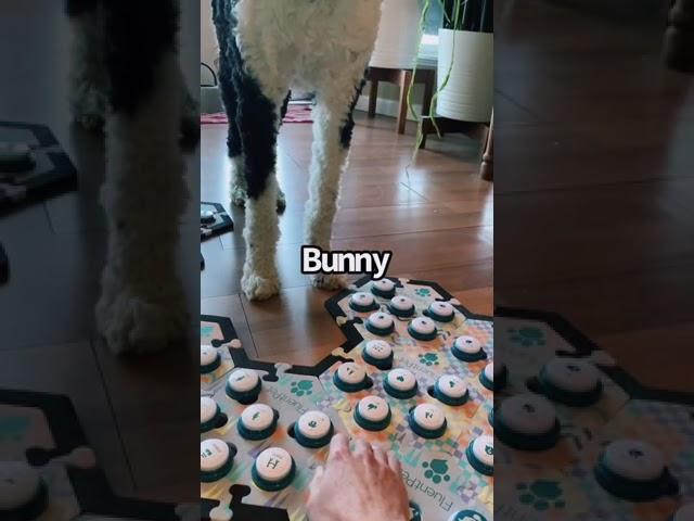 Bunny Dog What? | What About Bunny