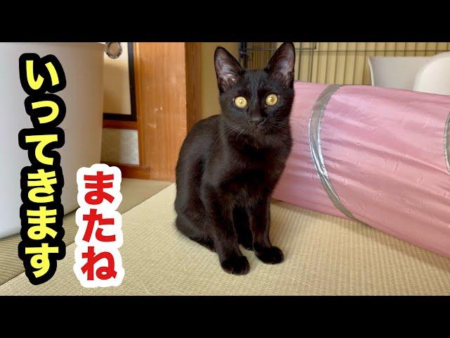 トライアル出発する保護子猫/最後みんなに挨拶してくれました